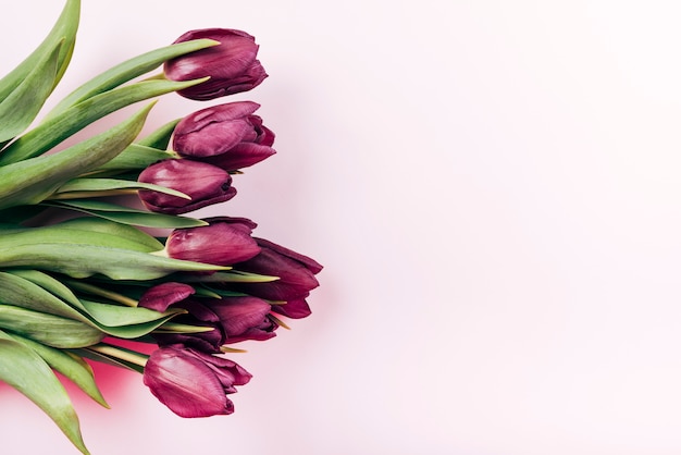 Vista aérea de flores frescas de tulipán rojo sobre fondo rosa