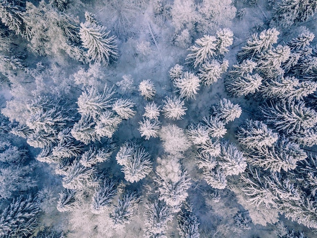 Vista aérea del fondo de invierno con pinos Bosque de invierno blanco cubierto de nieve vista desde arriba