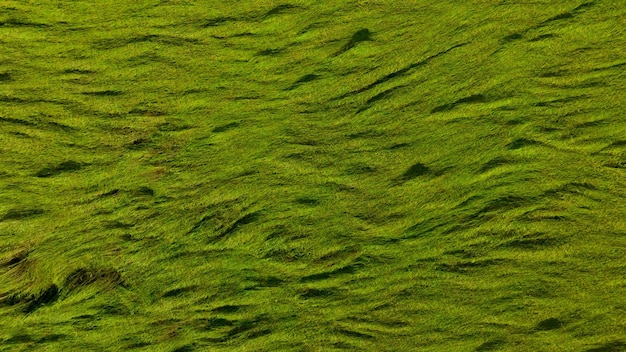 Vista aérea del fondo de textura de campo de arroz verde Las plantas de arroz se inclinan para cubrir el suelo