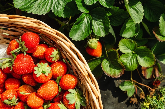 Vista aérea de fresas en cesta