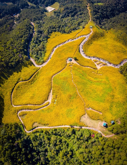 Vista aérea del girasol mexicano