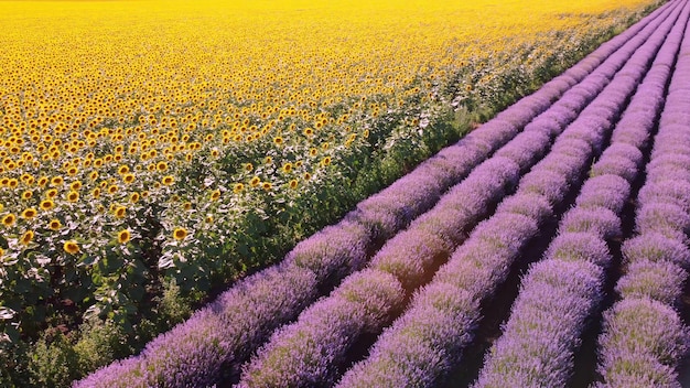 Vista aérea de girasoles con campos de lavanda al atardecer