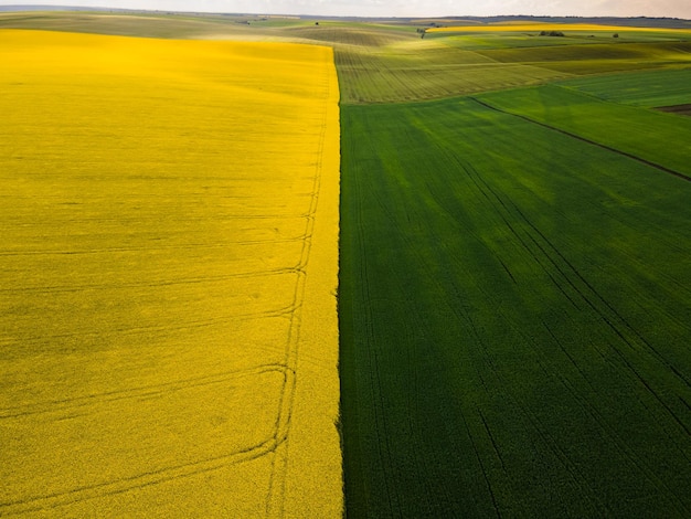 Vista aérea del gran campo de colza amarilla