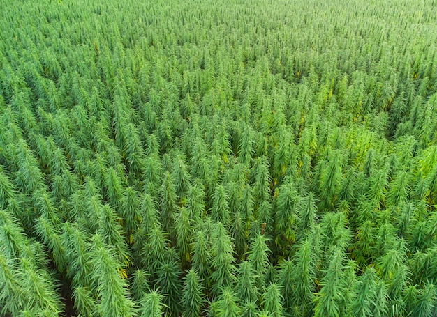 Vista aérea de grandes campos de marihuana cannabis al atardecer