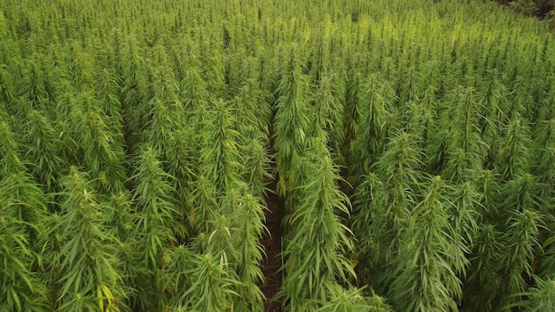 Vista aérea de grandes campos de marihuana cannabis al atardecer