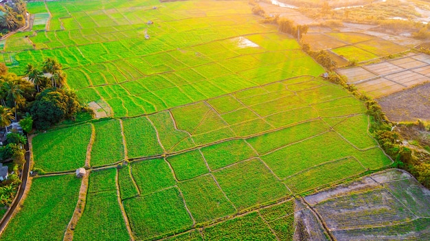 Vista aérea de la granja de soja en los campos de arroz al atardecer, norte de Tailandia