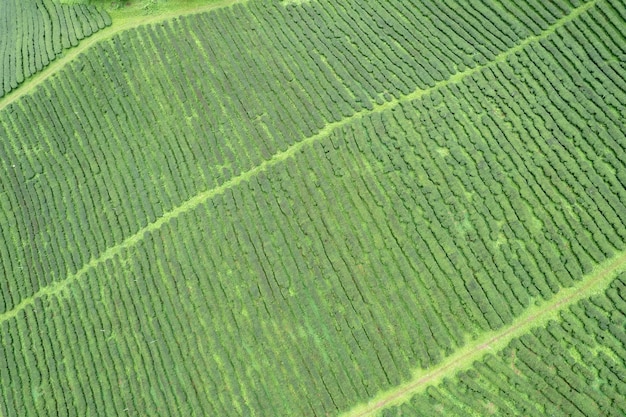 Vista aérea Granja de té con mar de niebla árbol verde montaña azul