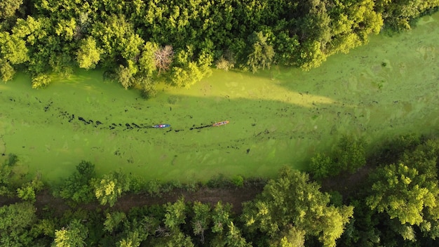 Vista aérea de un grupo de kayaks que viajan por un río del bosque en un día de verano