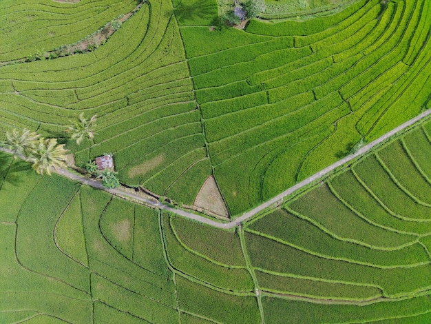 Vista aérea hermosa vista matutina desde Indonesia sobre montaña y bosque