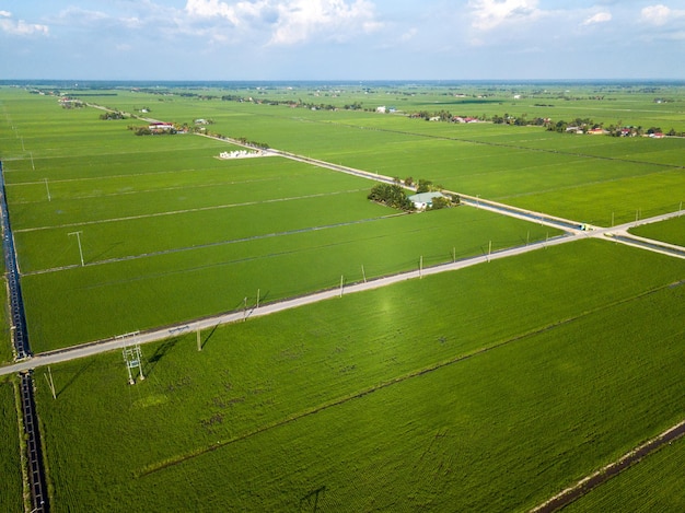 Vista aérea del hermoso campo de arroz verde en Sekinchan Selangor Fotografía de tiro con drones