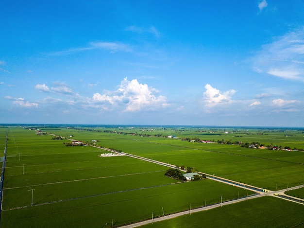 Vista aérea del hermoso campo de arroz verde