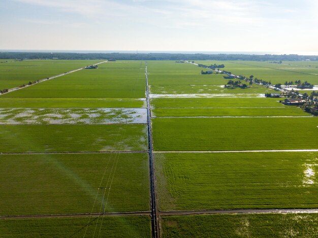 Vista aérea del hermoso campo de arroz verde