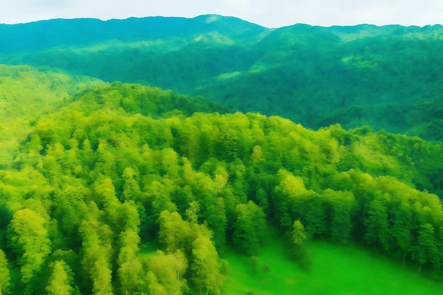 Vista aérea del hermoso campo verde natural del bosque en la montaña del bosque salvaje