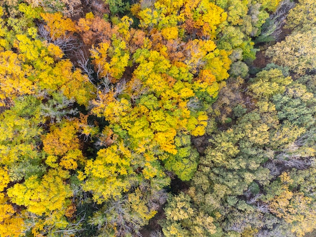 Vista aérea del hermoso y colorido bosque otoñal en nubes bajas al amanecer Vista superior de naranjos y árboles verdes en otoño Vista desde arriba del bosque Fondo natural Hojas multicolores