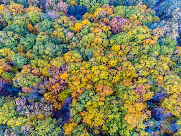 Vista aérea del hermoso y colorido bosque otoñal en nubes bajas al amanecer Vista superior de naranjos y árboles verdes en otoño Vista desde arriba del bosque Fondo natural Hojas multicolores