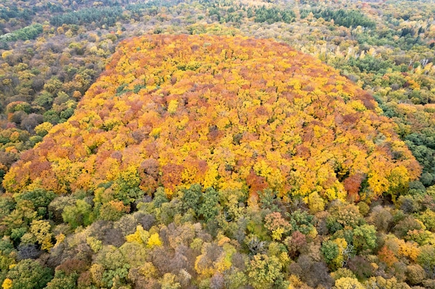 Vista aérea del hermoso otoño en el bosque