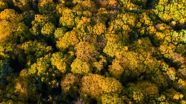 Vista aérea del hermoso paisaje forestal con árboles amarillos desde arriba