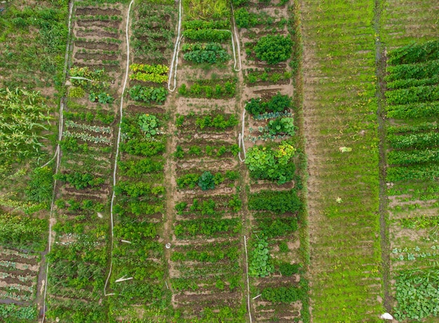 Vista aérea de la huerta verde sin gente