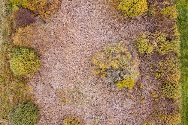 Vista aérea del humedal con pastos y árboles en otoño