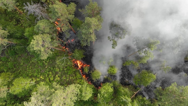 Vista aérea Los incendios forestales arden violentamente