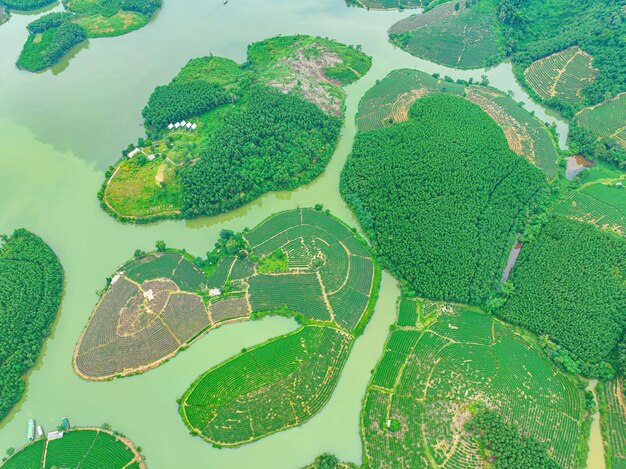Foto vista aérea de la isla de thanh chuong, la colina del té, el paisaje verde, el fondo, la hoja verde, thanh chuung nghe, vietnam