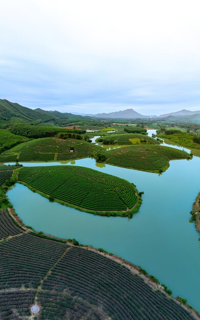 Foto vista aérea de la isla de thanh chuong, la colina del té, el paisaje verde, el fondo, la hoja verde, thanh chuung nghe, vietnam