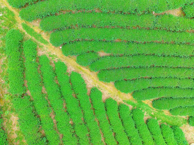 Foto vista aérea de la isla de thanh chuong, la colina del té, el paisaje verde, el fondo, la hoja verde, thanh chuung nghe, vietnam