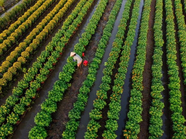 Vista aérea del jardín de flores de My Phong en My Tho Vietnam Es famoso en el Delta del Mekong preparando flores de transporte para el mercado para la venta en las vacaciones de Tet