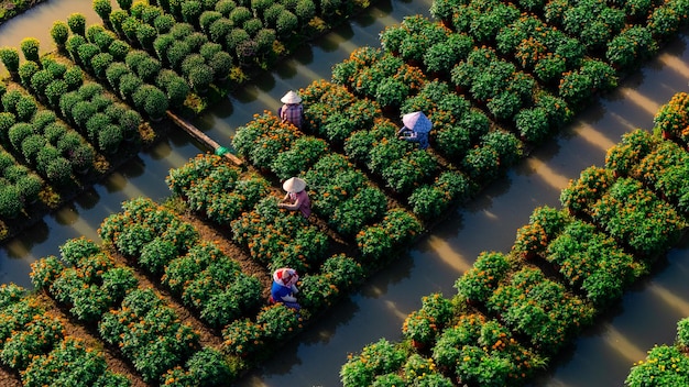 Vista aérea del jardín de flores de My Phong en My Tho Vietnam Es famoso en el Delta del Mekong preparando flores de transporte para el mercado para la venta en las vacaciones de Tet