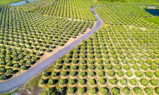 Foto vista aérea del jardín de la fruta del dragón en una granja orgánica la fruta del dragón florece en 4 días si la polinización