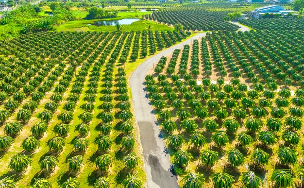 Foto vista aérea del jardín de la fruta del dragón en una granja orgánica la fruta del dragón florece en 4 días si la polinización