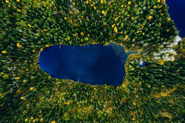 Vista aérea del lago del bosque salvaje en verano Finlandia Laponia Pequeño lago azul en el bosque de pinos verdes en la Finlandia rural