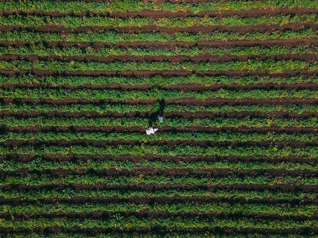 Vista aérea mãe com filho na fazenda de morango