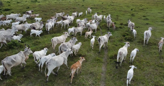 Vista aérea de la manada nelore cattel en pastos verdes en Brasil.