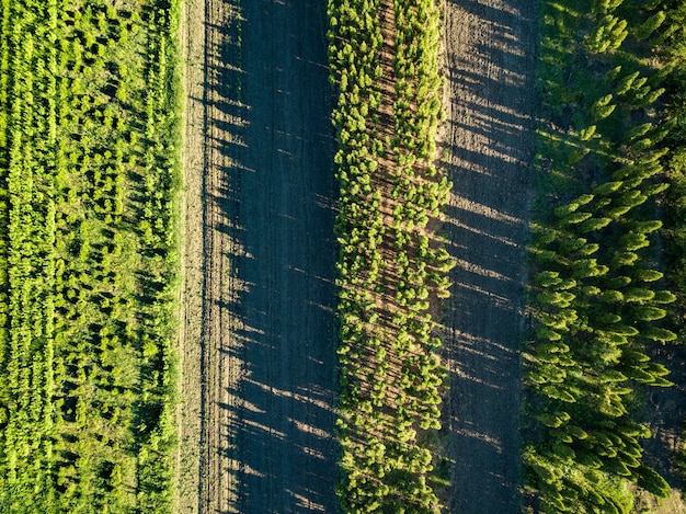 Vista aérea de muchos jóvenes que crecen en una fila de árboles en el campo.