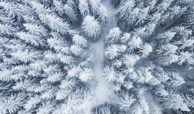 Foto vista aérea na floresta de inverno pinheiros como pano de fundo paisagem de inverno do ar fundo da floresta natural fundo da floresta do drone