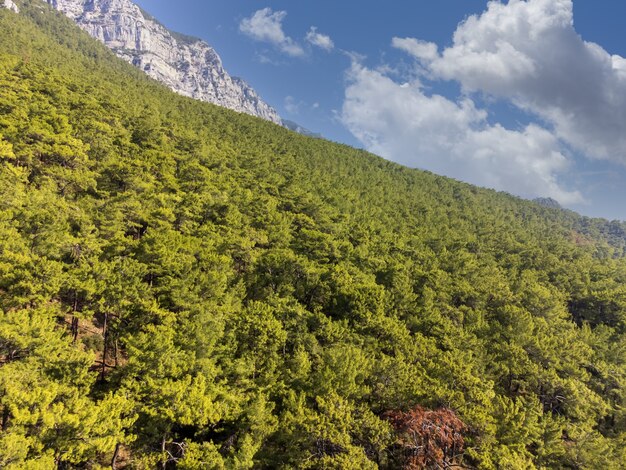 Vista aérea na floresta de pinheiros verdes. Akyaka, Turquia