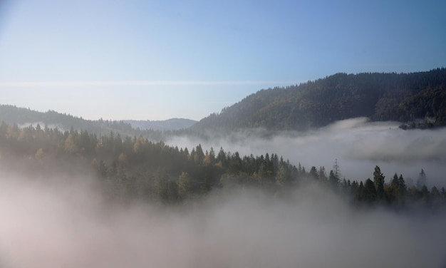 Vista aérea de la niebla cubre los bosques de pinos en las montañas de los Cárpatos en Ucrania