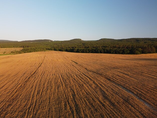 Vista aérea no campo de trigo maduro no campo rural de trigo soprando ao vento no pôr do sol jovem