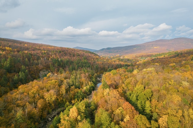 Vista aérea de otoño colorido de las montañas del Cáucaso. Gran vista de los árboles amarillos.