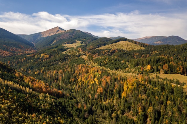 Vista aérea del otoño paisaje de montaña con pinos de hoja perenne y bosque de otoño amarillo con montañas magestic en la distancia.