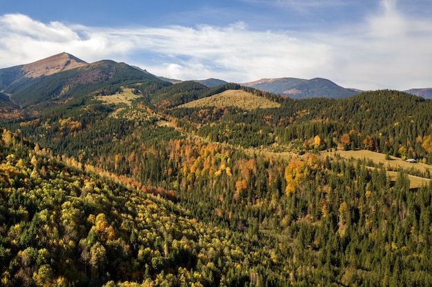 Vista aérea del otoño paisaje de montaña con pinos de hoja perenne y bosque de otoño amarillo con montañas magestic en la distancia.