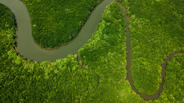 Vista aérea del paisaje de árbol o bosque, Krabi Tailandia