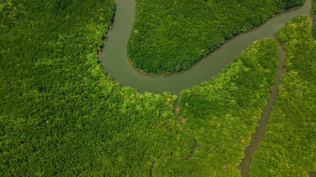 Vista aérea del paisaje de árbol o bosque, Krabi Tailandia