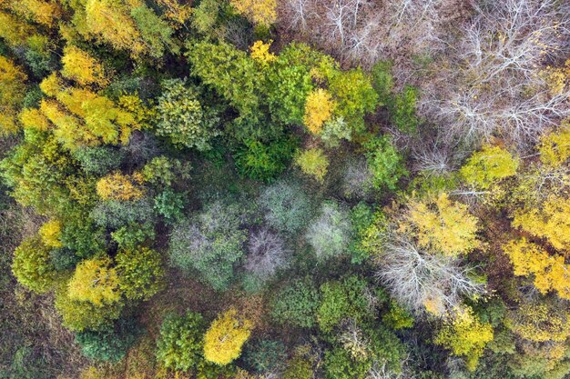 Vista aérea del paisaje de bosque otoñal con árboles superiores colorido follaje amarillo