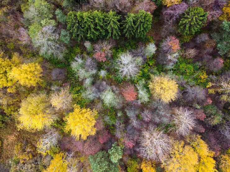 Vista aérea del paisaje del bosque otoñal con árboles superiores follaje amarillo colorido