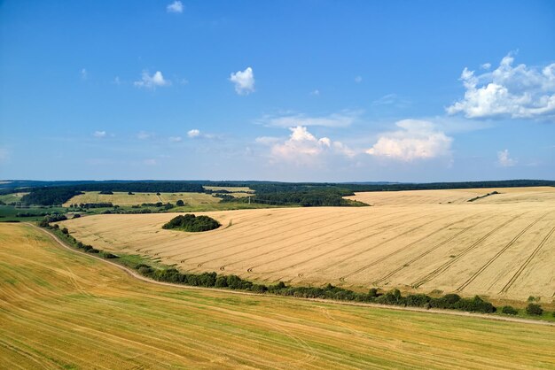 Vista aérea del paisaje del campo agrícola cultivado amarillo con trigo maduro en un brillante día de verano