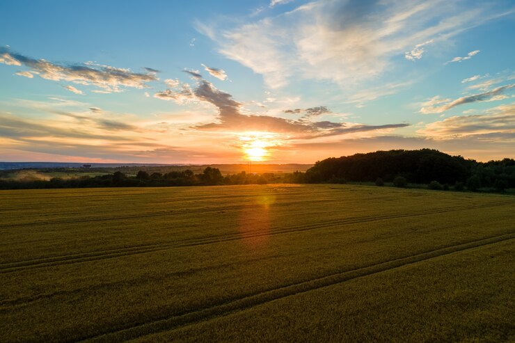 Foto vista aérea del paisaje del campo agrícola cultivado amarillo con trigo maduro en la vibrante noche de verano.