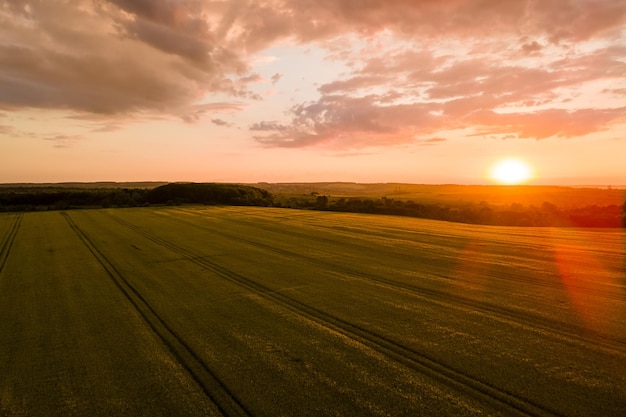 Vista aérea del paisaje del campo agrícola cultivado amarillo con trigo maduro en la vibrante noche de verano