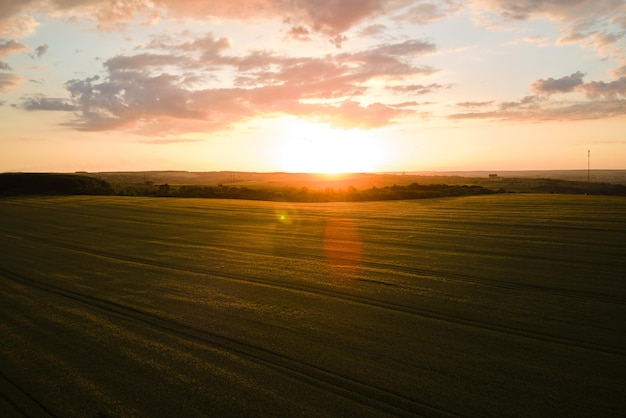 Vista aérea del paisaje del campo agrícola cultivado amarillo con trigo maduro en la vibrante noche de verano